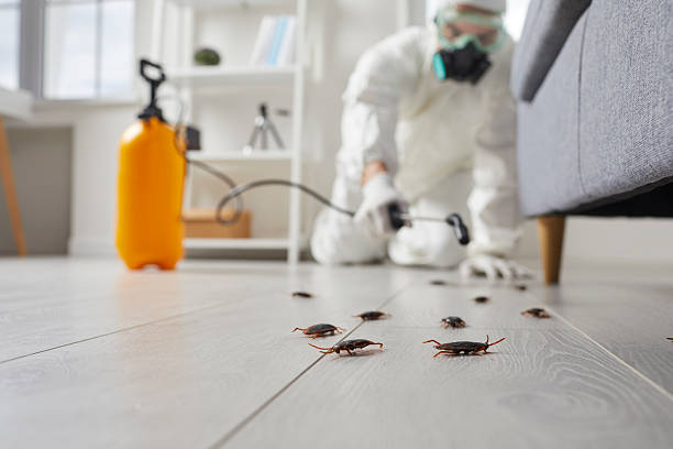 Post-Treatment Bed Bug Interceptor Monitoring in Layton